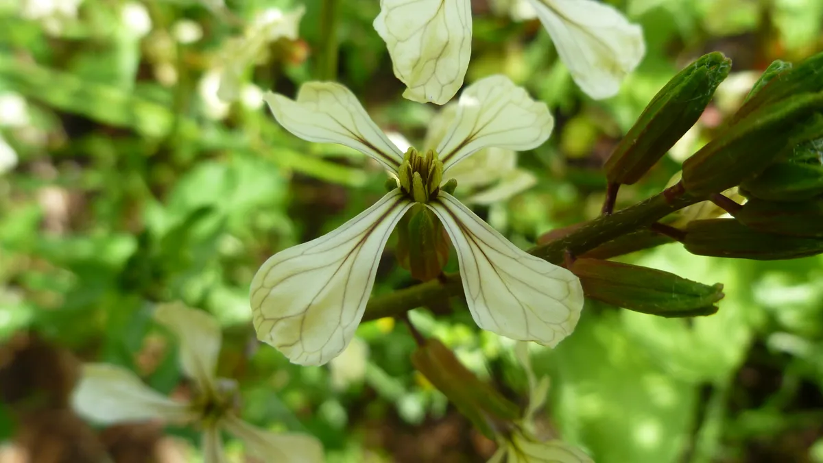 Close-up of creamy white arugula flower with purple veins