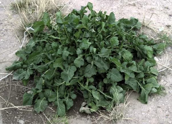 Healthy arugula plant beginning to flower