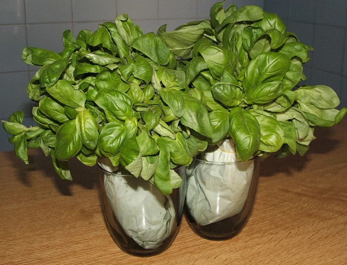 Two bunches of Genovese basil with broad green leaves