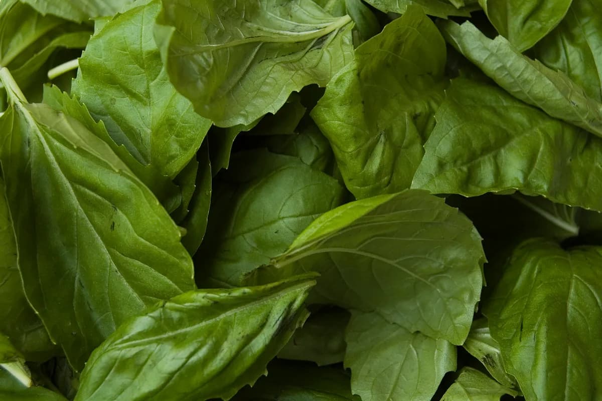 Close-up of fresh basil leaves