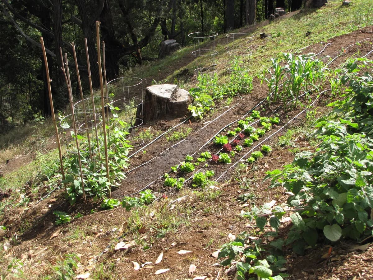 Lettuce growing in a vegetable garden