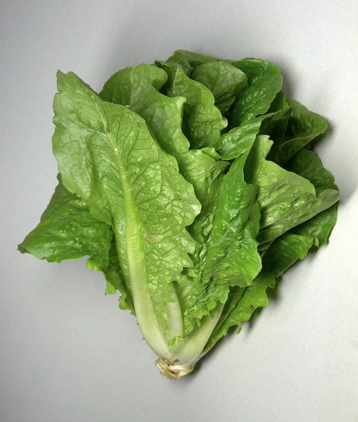 Romaine lettuce with upright elongated leaves
