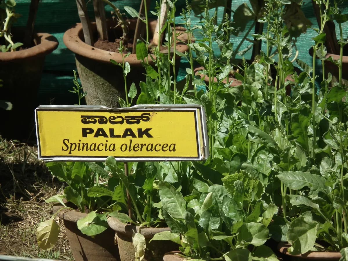 Spinach plant with dark green leaves