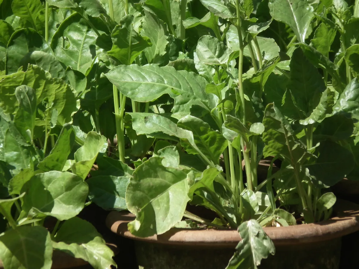 Close detail of spinach leaves